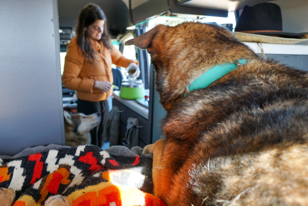 a dog watching his owner make tea