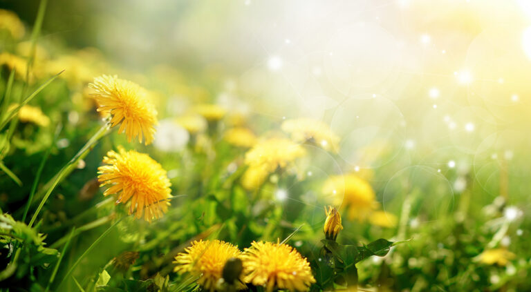 dandelions in a field