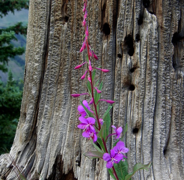 wildflowers in Crested Butte, Colorado