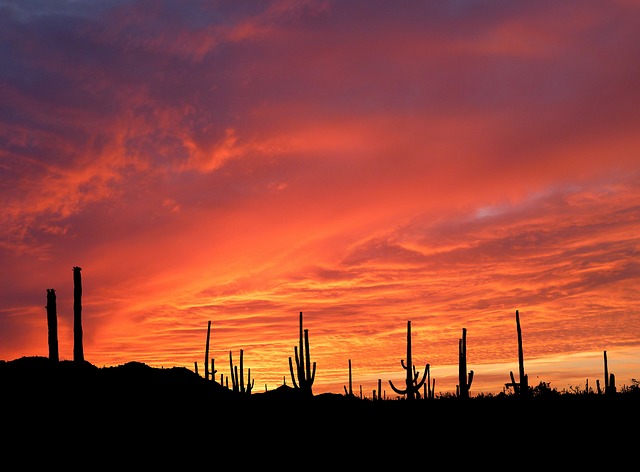 Saguaro cactus