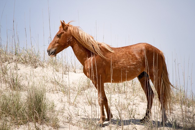 Wild horses in the Outer Banks, NC