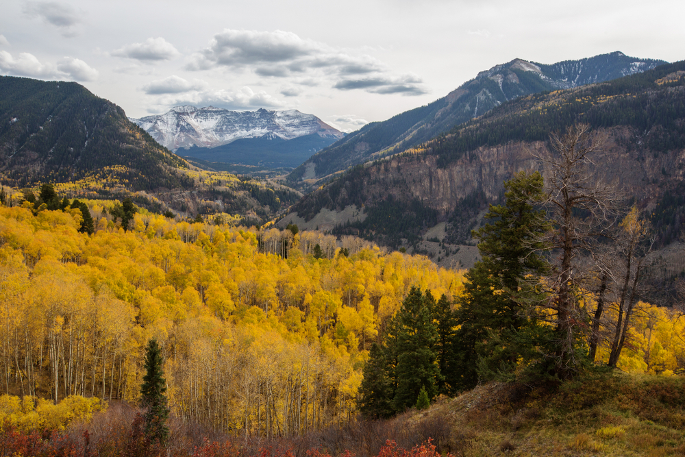 Autumn foliage in the San Juan National Forest