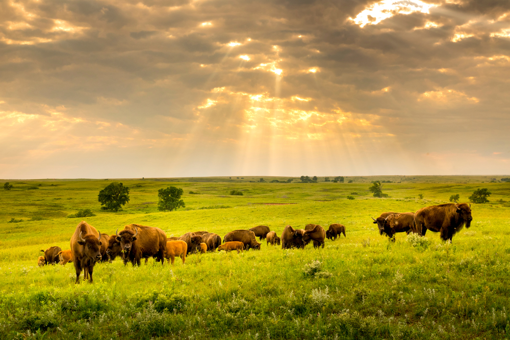 Bison in Kansas