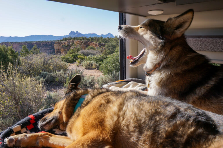 dogs camping in desert