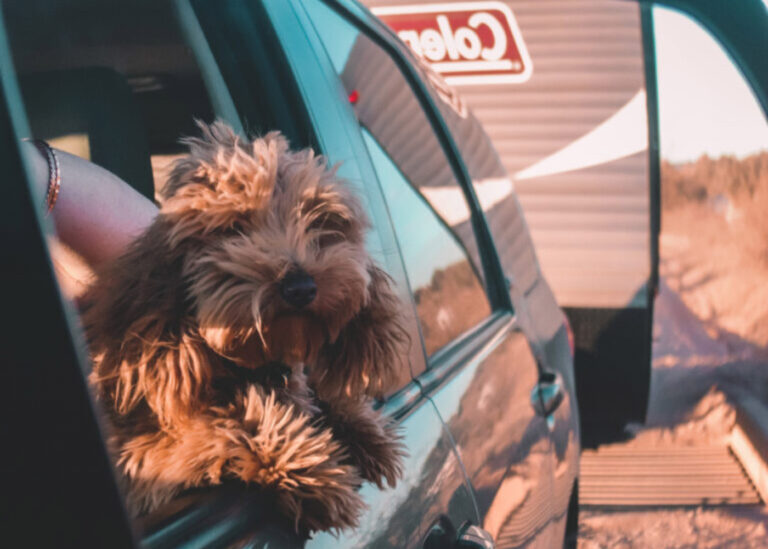 dog looking in a rearview mirror