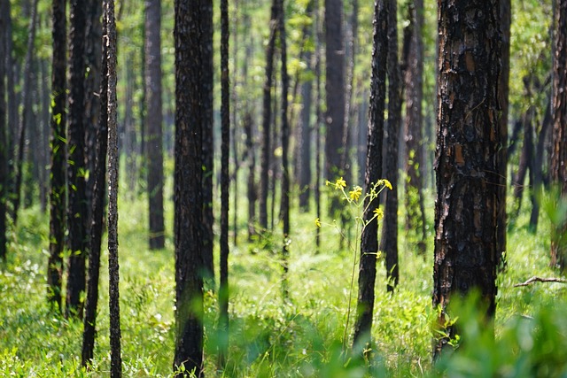 Black River State Forest