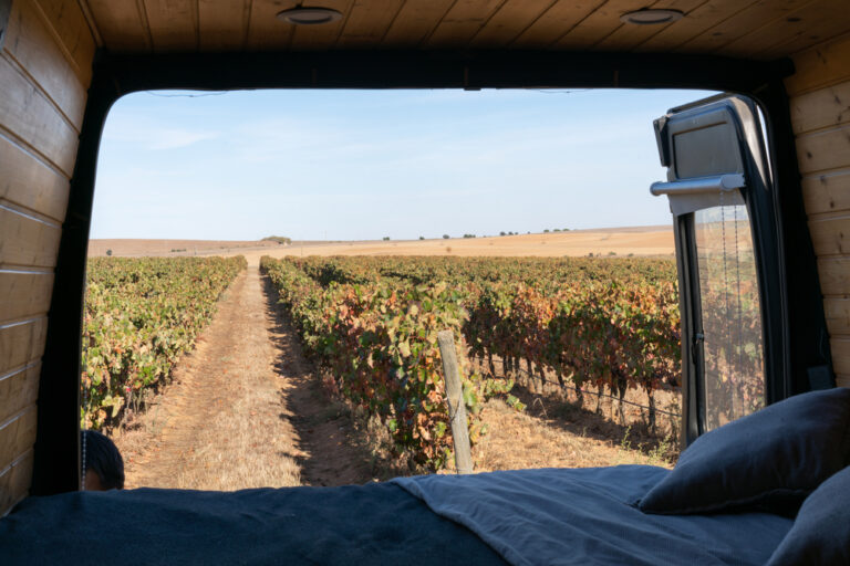 a campervan in a vineyard