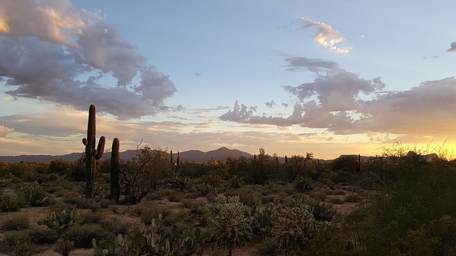 Cacti near Tucson, Arizona