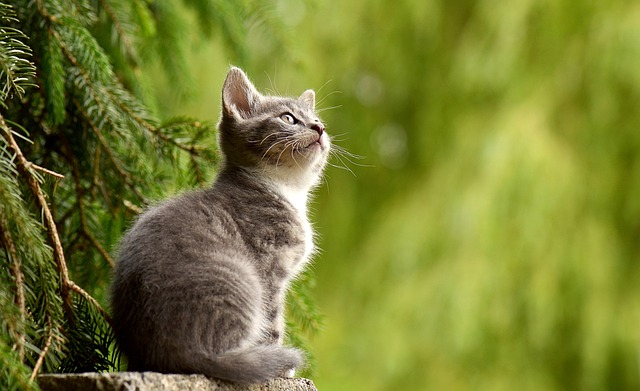 a cat sitting outside by a tree