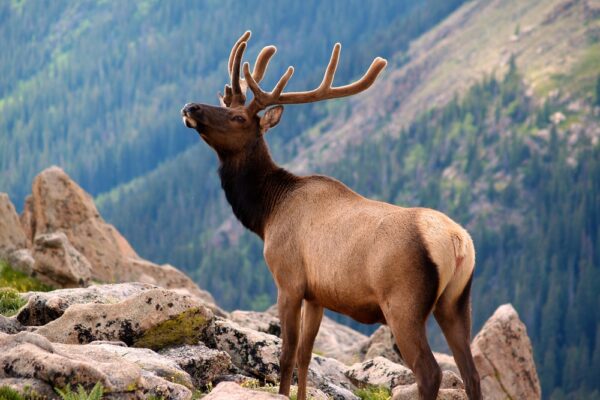 An elk at Rocky Mountain National Park