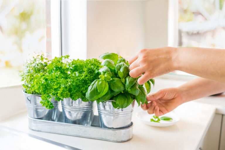 herbs growing in a pot