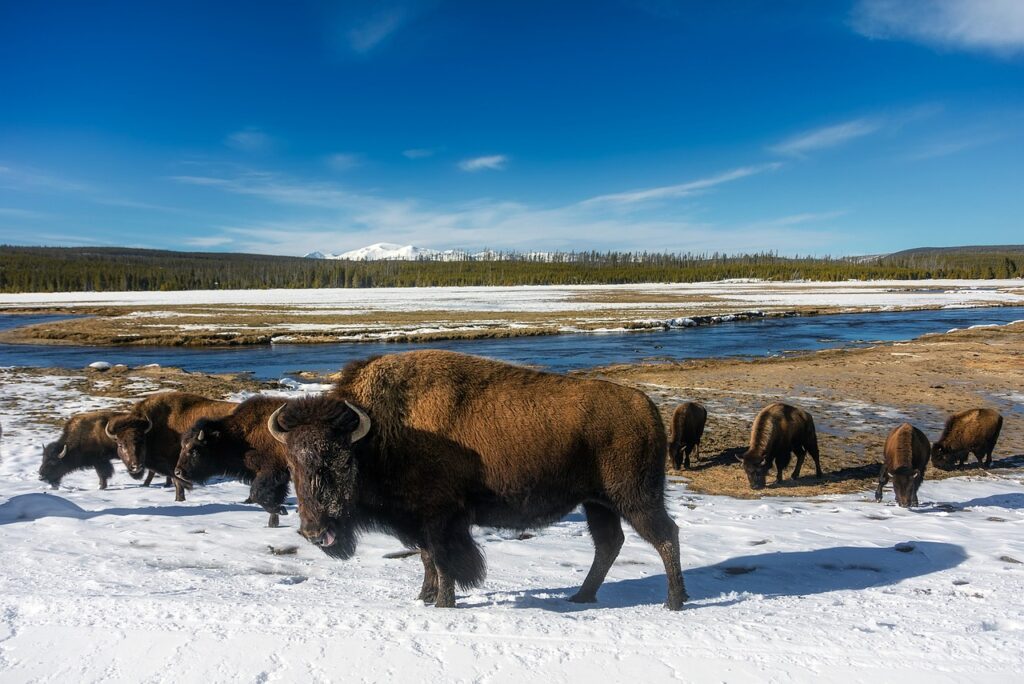 Yellowstone National Park