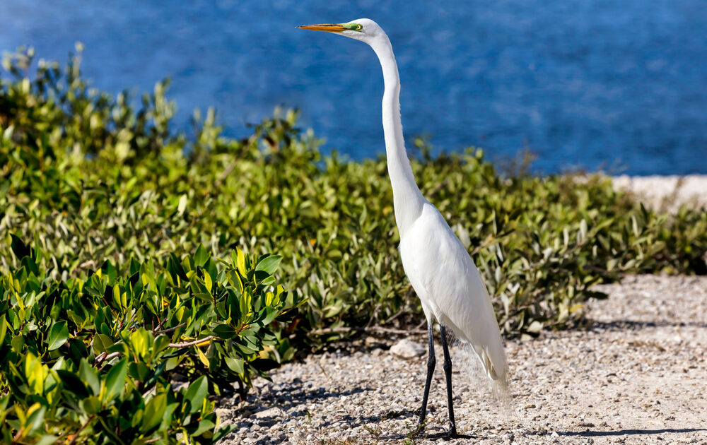 An egret at a Florida refuge