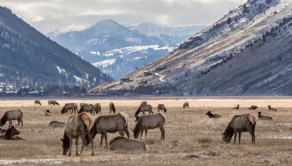 National Elk Refuge Wyoming