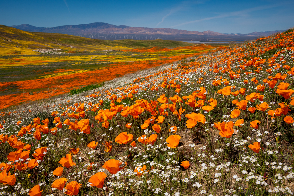 Antelope Valley poppies