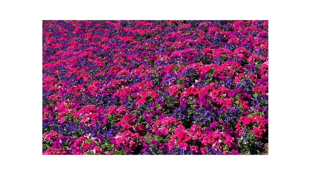 Epcot Center flowers in bloom