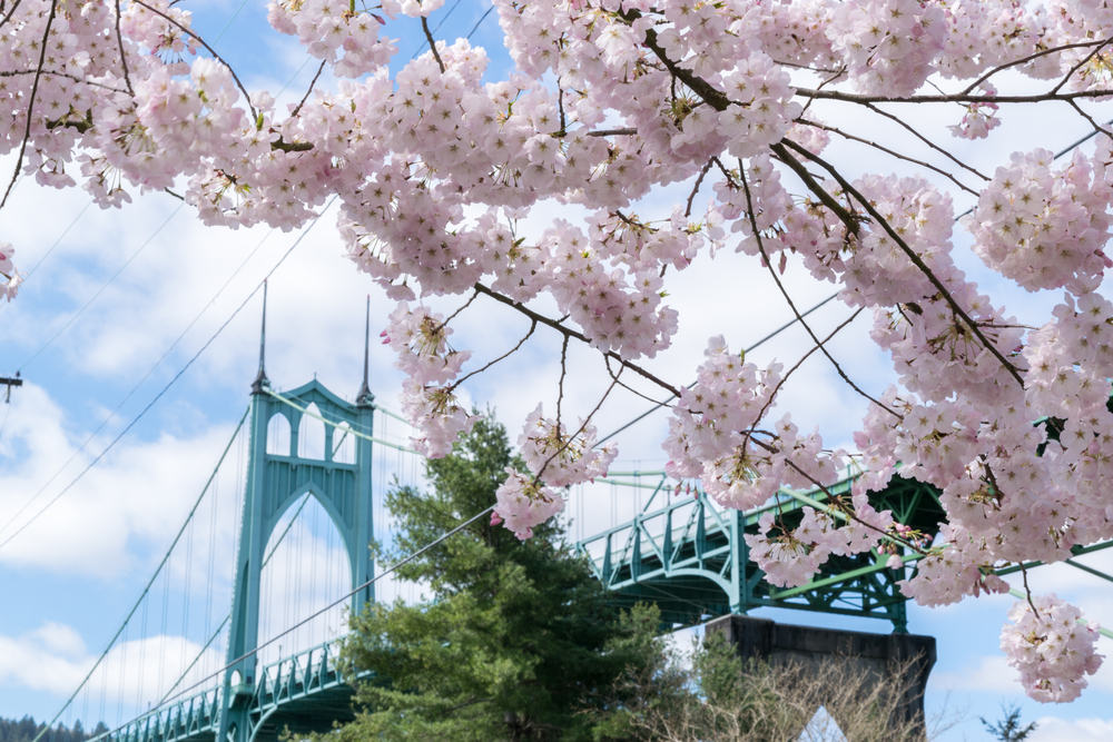 St. John's Bridge with cherry blossoms