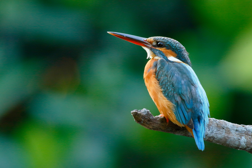 a kingfisher bird