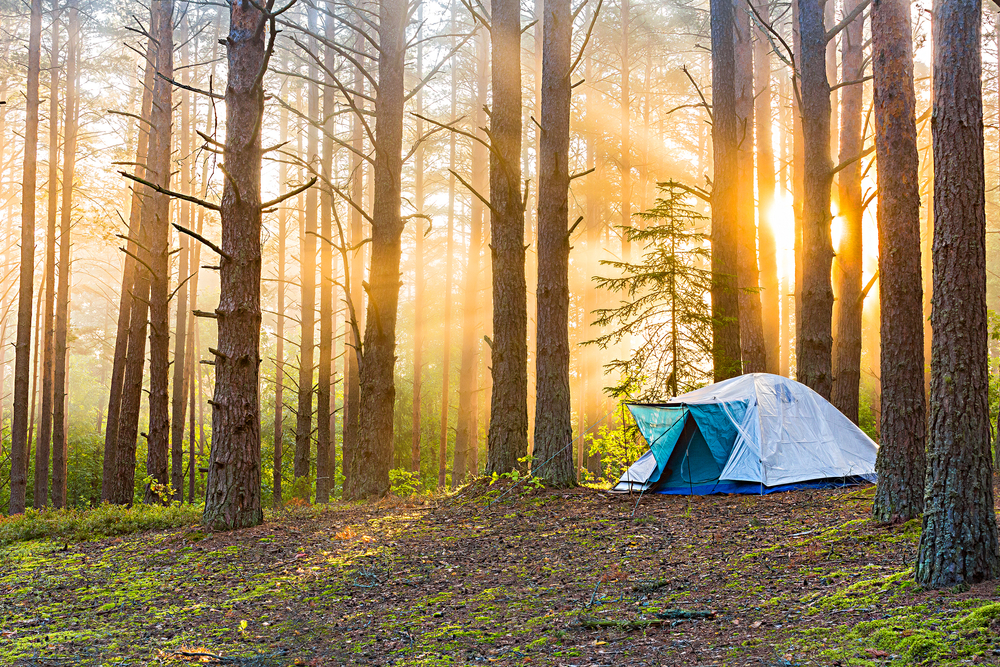 a tent in a forest