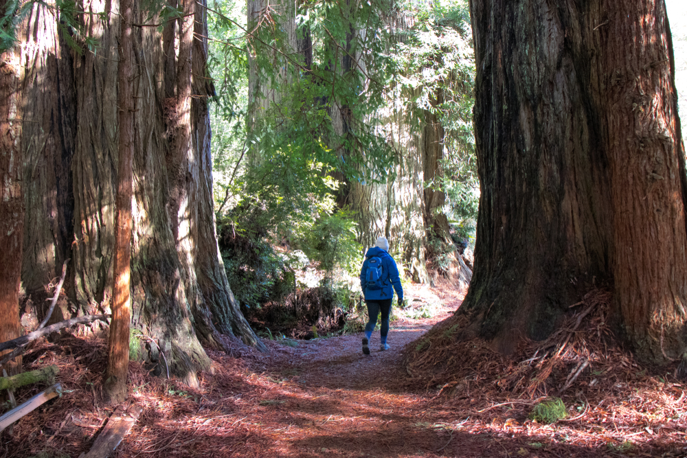 A redwood forest near Eureka California