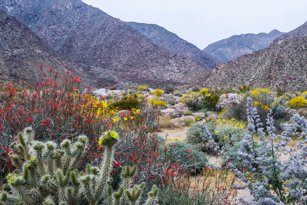 Anza-Borrego Desert State Park