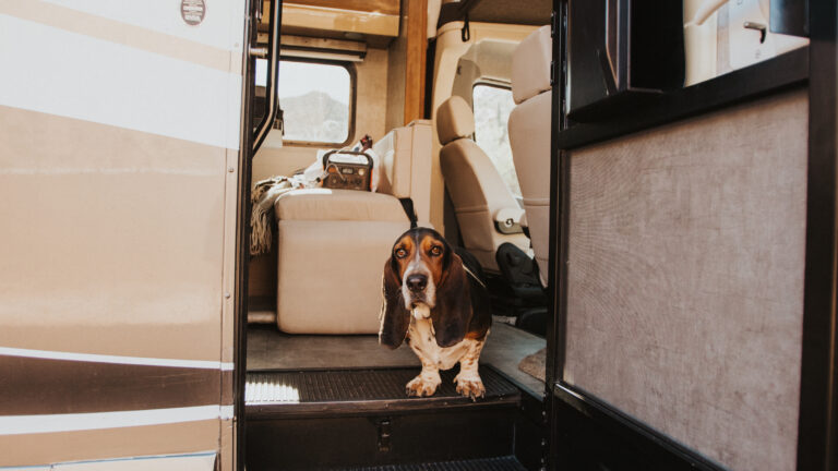 a dog in the doorway of an RV