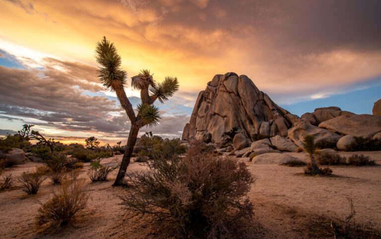 Joshua Tree National Park