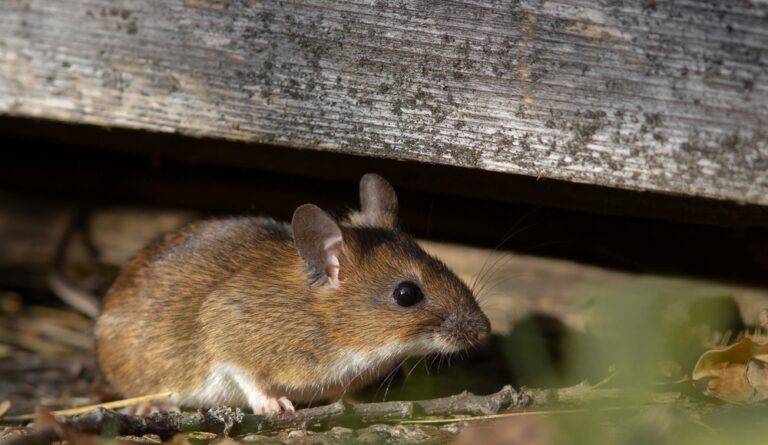 How to Keep Ants And Mice Out of Your RV: Proven Tips