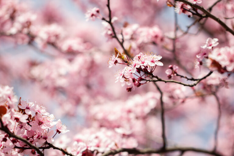 Cherry Blossoms