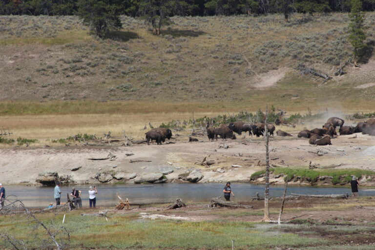 Bison spotted at Yellowstone National Park