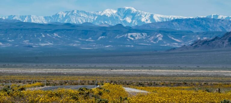 spring flower bloom at Death Valley National Park