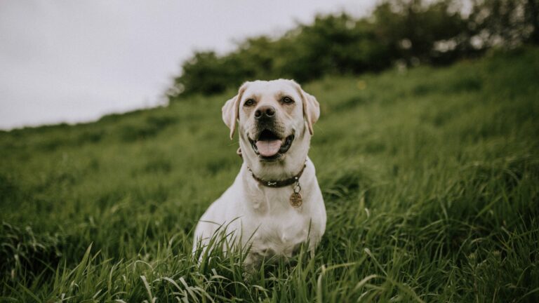 Dog sitting outside on grass: this cute guy could be protected with a pet temperature monitor