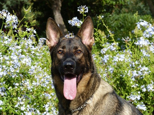 a close up of a German shepherd in a field of wildflowers