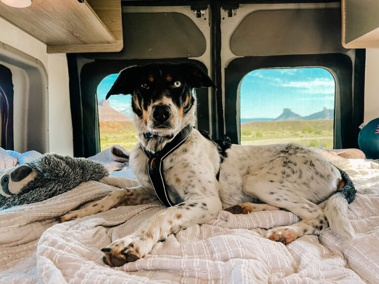 dog in an rv with landscape out the windows