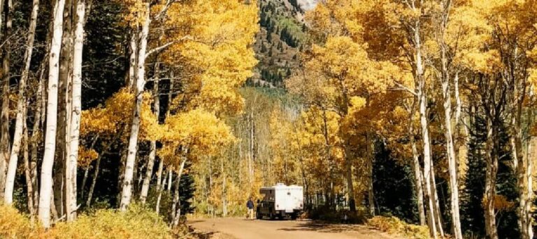 A truck camper driving through yellow aspen trees in fall