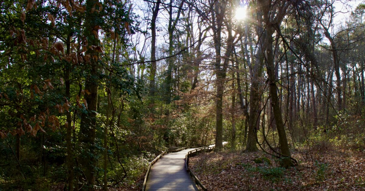 Congaree National Park, one of the best South Carolina landmarks