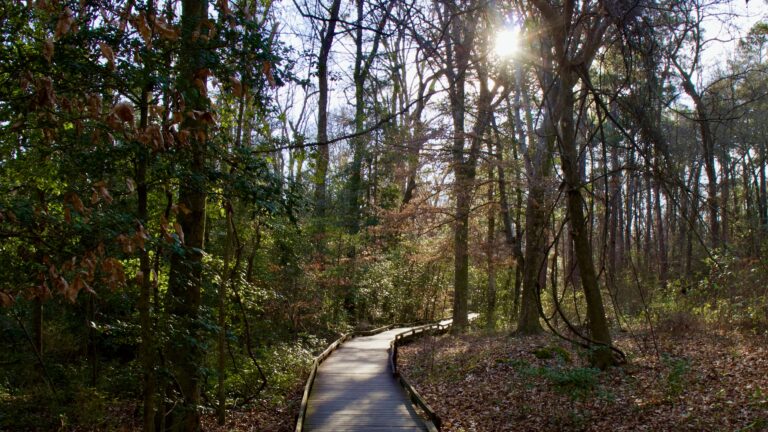 Congaree National Park, one of the best South Carolina landmarks