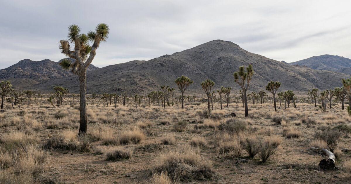 Desert: the perfect place for boondocking in California