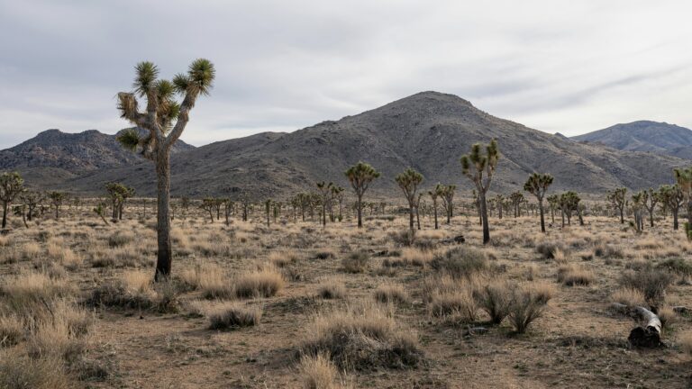 Desert: the perfect place for boondocking in California