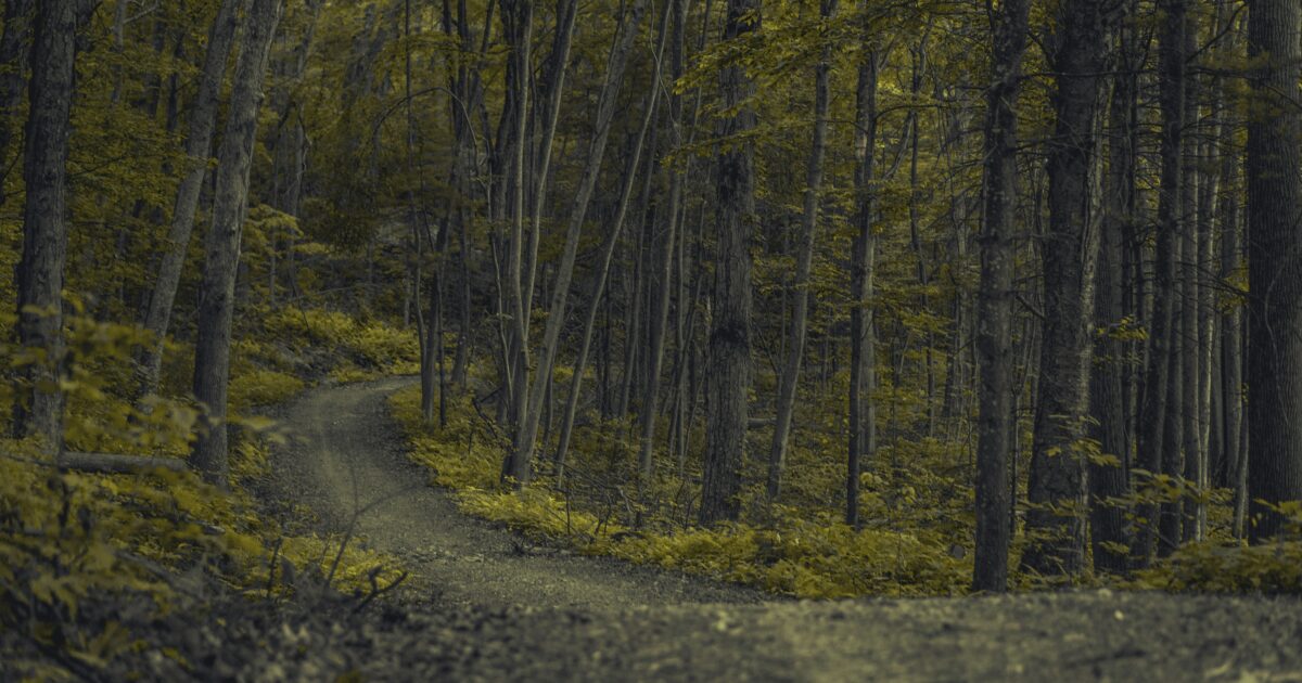 Forest in Connecticut: the perfect place for Connecticut boondocking