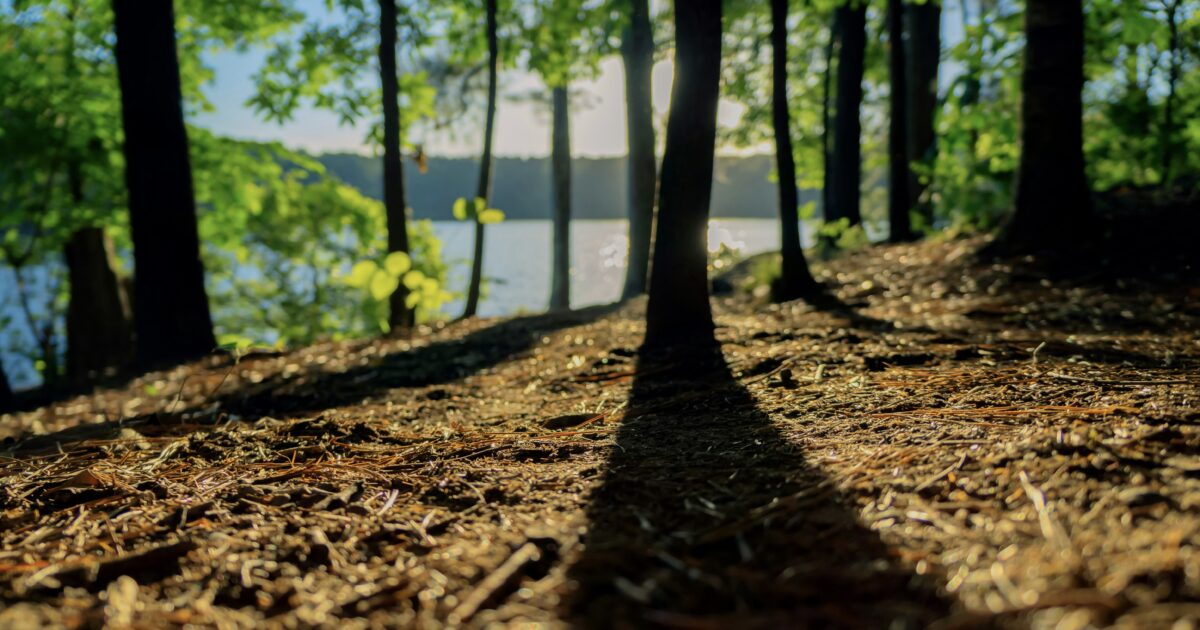Forest in Georgia: the perfect place for Georgia boondocking