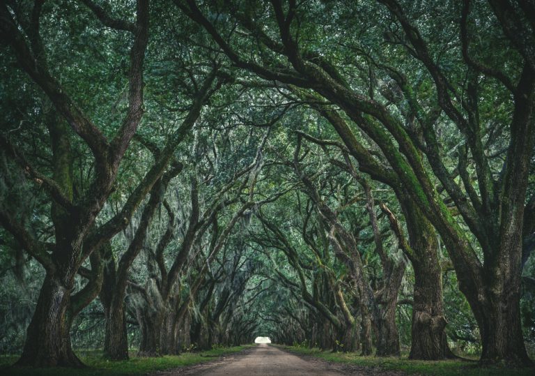 Evergreen Plantation's tunnel of full green trees in the summer