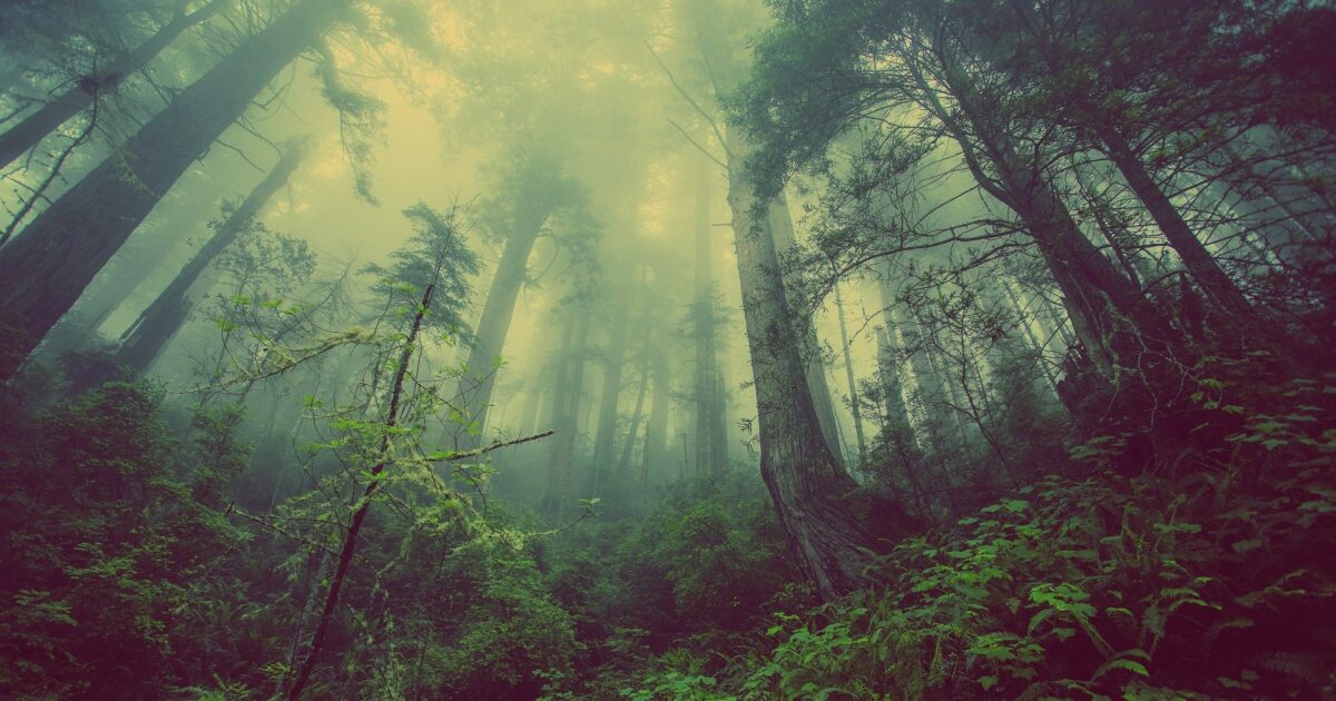 Green forest