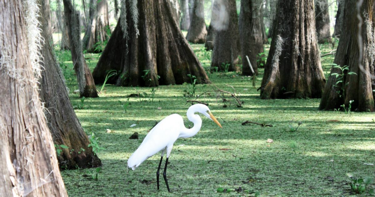 Louisiana boondocking view of wetlands