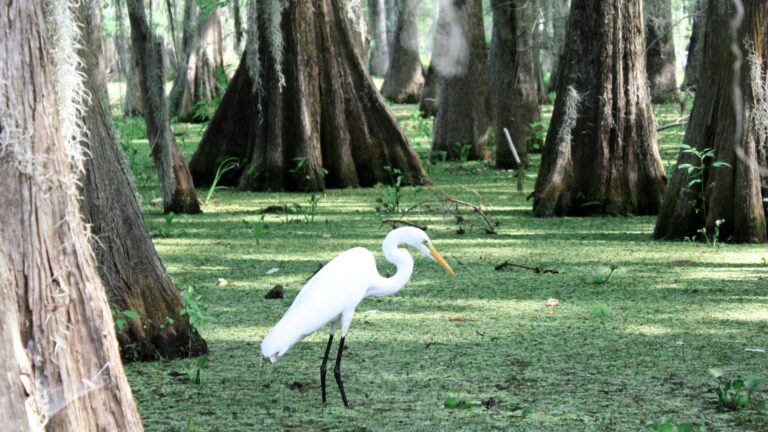 Louisiana boondocking view of wetlands