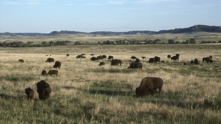 Bison in a field, something you might see while Nebraska boondocking