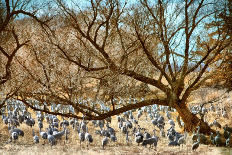 Sandhill cranes surround a bent tree in Nebraska