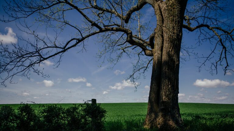 A large tree with sprawling branches in the foreground, overlooking a lush green field under a bright blue sky with scattered white clouds