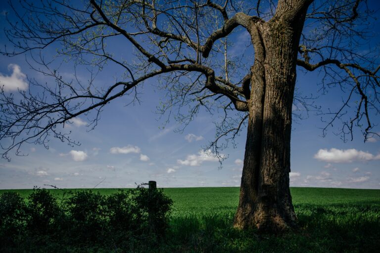 A large tree with sprawling branches in the foreground, overlooking a lush green field under a bright blue sky with scattered white clouds