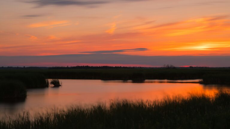 A marshy lake reflecting an orange sunset with shadows of tall grass surrounding it.